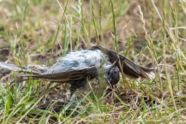 F21_3792r1 23rd June 2021: Branston Leas Nature Reserve: © Paul L.G. Morris