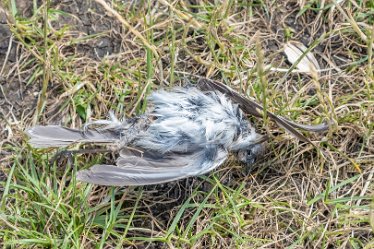 F21_3795r1 23rd June 2021: Branston Leas Nature Reserve: © Paul L.G. Morris