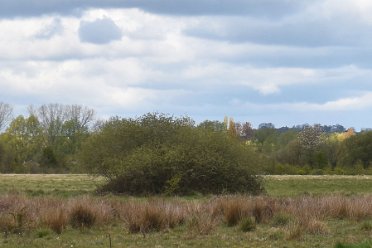 Branston Leas by Julie Clark Branston Nature Reserve by Julie Clark © 2021