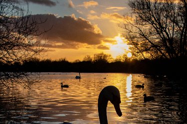 BT_BranstonWaterPark1_2876 Water Park: © 2020-2021 by Brian Triptree: Swans