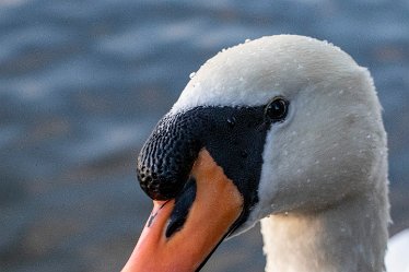 BT_BranstonWaterPark1_3608 Branston Water Park: © 2020-2021 by Brian Triptree: Swans