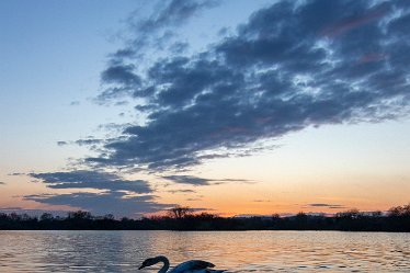 BT_BranstonWaterPark1_3685 Branston Water Park: © 2020-2021 by Brian Triptree: Swans