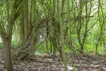 DC_aIMG_0368 27th May 2021: Brizlincote Nature Walk: © David Cowper 2021