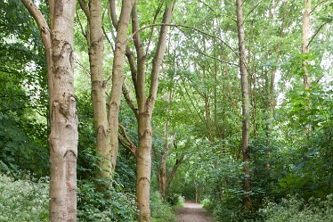 DC_aIMG_0405 12th June 2021: Brizlincote Nature Walk: © David Cowper 2021