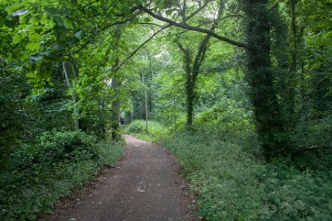 DC_aIMG_0442 12th June 2021: Brizlincote Nature Walk: © David Cowper 2021