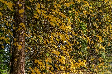 DC-aIMG_2461 11th October 2021: Burton-on-Trent Views: © 2021 by David Cowper