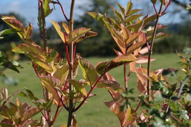 MR_DSH_2870_3334 Autumn colour on Elder Confluence of Churnet _ Dove: © 2022 Martin Robinson: Autumn colour on Elder