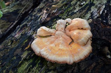 MR_DSH_2878_3337 fungi on fallen deadwood Confluence of Churnet _ Dove: © 2022 Martin Robinson: fungi on fallen deadwood