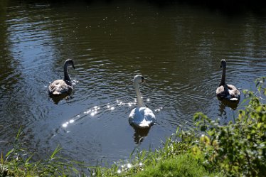 MR_DSH_2886_3342Swan stardust Confluence of Churnet _ Dove: © 2022 Martin Robinson: Swan stardust