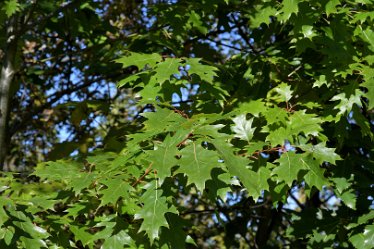 MR_DSH_2909_3352 Red Oak foliage Confluence of Churnet _ Dove: © 2022 Martin Robinson: Red Oak foliage