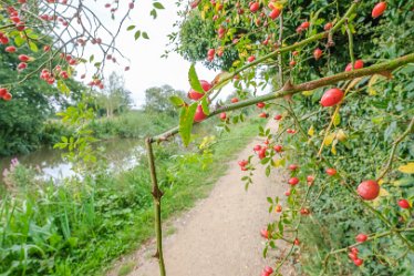 F21_7098r1 Fradley Junction to Alrewas canalside walk. September 2021: Paul L.G. Morris