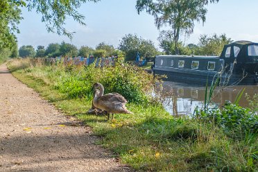 Fradley-Alrewas canalside walk Fradley Junction to Alrewas canalside walk in September 2021: As used in the Virtual Tour / Walk video: © Paul L.G....