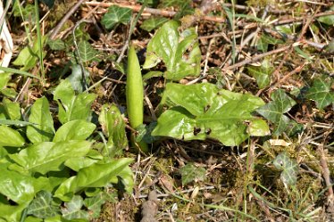 MR-DSE_9324 17th April 2021: Hatton-Rolleston Circular Walk: © 2020-2021 Martin Robinson