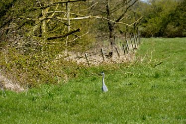 MR-DSE_9349 17th April 2021: Hatton-Rolleston Circular Walk: © 2020-2021 Martin Robinson