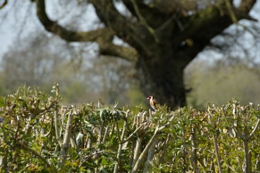 MR-DSE_9366 17th April 2021: Hatton-Rolleston Circular Walk: © 2020-2021 Martin Robinson