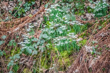 snowdrops_AAA8682-1j1 28th February 2021: Mavesyn Ridware: © 2020-21 Jane Rowbottom: Snowdrops