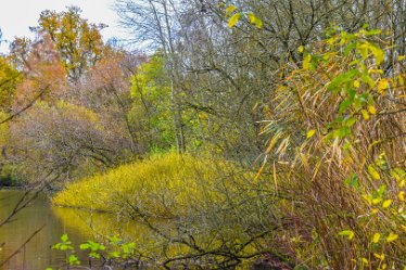 JC-DSC_a0702 November 2021: SWT Wolseley Bridge: © 2021 by Julie Clark