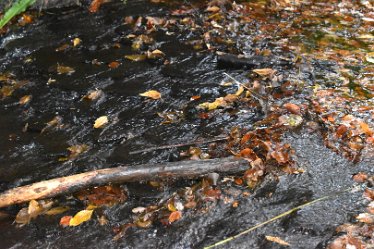 JC-DSC_a0722 November 2021: SWT Wolseley Bridge: © 2021 by Julie Clark