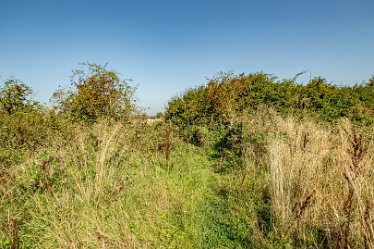 F23_3572r1 4th September 2023: Trent Valley Way near Swarkstone Quarry: © 2023 Paul L.G. Morris: