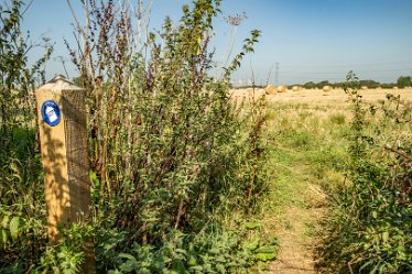 F23_3581r1 4th September 2023: Trent Valley Way near Swarkstone Quarry: The path continues: © 2023 Paul L.G. Morris: