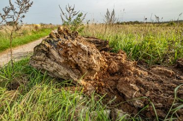 F23_4297r1 4th October 2023: Tucklesholme October walk: Walk up the west side of the lake: Rotting wood: © 2023 Paul L.G. Morris