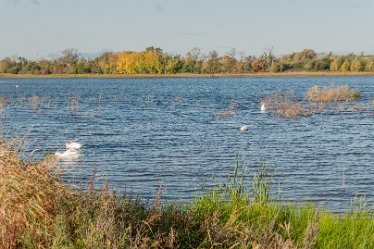 L20_8721r1 22nd October 2020: Tucklesholme Tour 1: © 2020-2021 Paul L.G. Morris: Waterfowl - swans