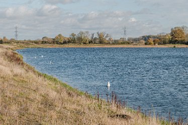 L20_8726r1 22nd October 2020: Tucklesholme Tour 1: © 2020-2021 Paul L.G. Morris: swans