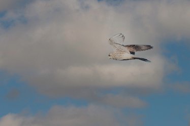 Pete_JonesKestrel 22nd October 2020: Tucklesholme: Photograph © by Pete Jones: Kestrel