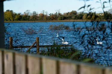 Pete_Jones_DSC5076 22nd October 2020: Tucklesholme Photograph © by Peter Jones: Swans from the hide