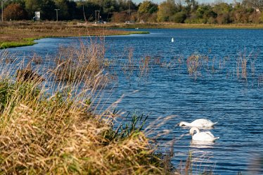 Pete_Jones_DSC5084 22nd October 2020: Tucklesholme: Photograph © by Peter Jones: Swans from the hide