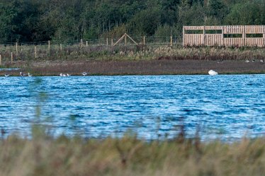 Pete_Jones_DSC5086 22nd October 2020: Tucklesholme: Photograph © h by Pete Jones: View across the lake from the eastern edge looking towards the second hide