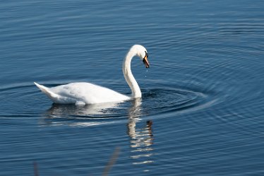 Pete_Jones_DSC5120 22nd October 2020: Tucklesholme: Photograph © by Peter Jones: Swan