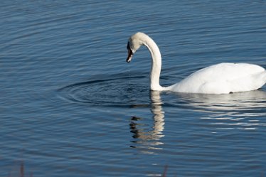 Pete_Jones_DSC5123 22nd October 2020: Tucklesholme: Photograph © by Peter Jones: Swan