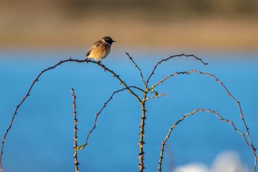 Tucklesholm by Brian Triptree Tucklesholme Nature Reserve: © 2021 by Brian Triptree