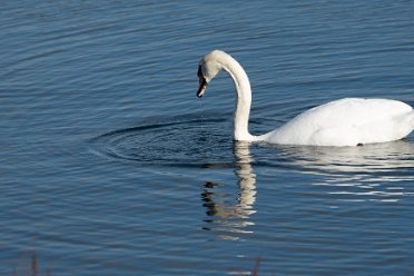 Tucklesholme Nature Reserve by Pete Jones Tucklesholme Nature Reserve: © 2020-2021 by Pete Jones