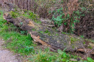 F21_8542r1 23rd November 2021: A walk through Tucklesholme Nature Reserve towards Branston: © 2020-2021 by Paul L.G. Morris.