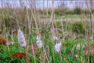 F21_8562r1 23rd November 2021: A walk through Tucklesholme Nature Reserve towards Branston: © 2020-2021 by Paul L.G. Morris.