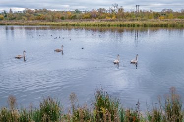 F21_8568r1 23rd November 2021: A walk through Tucklesholme Nature Reserve towards Branston: © 2020-2021 by Paul L.G. Morris.