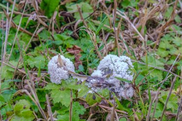 F21_8580r1 23rd November 2021: A walk through Tucklesholme Nature Reserve towards Branston: © 2020-2021 by Paul L.G. Morris.