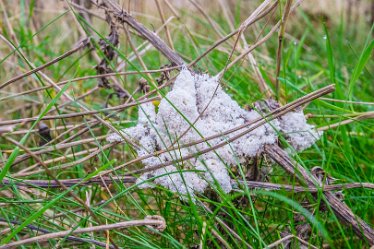 F21_8584r1 23rd November 2021: A walk through Tucklesholme Nature Reserve towards Branston: © 2020-2021 by Paul L.G. Morris.