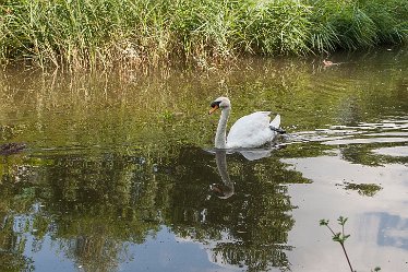 DC_aIMG_1989 4th August 2021: Willington Canal: © David Cowper 2021