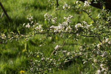 DC_aIMG_2183 26th April 2021: Willington Canal: © David Cowper 2021