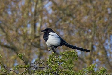 DC_aIMG_2210 26th April 2021: Willington Canal: © David Cowper 2021