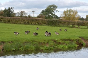 MR_DSF_8302_01 10th October 2021: Willington Circular Route: © 2021 Martin Robinson