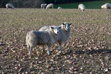 MR_DSG_0470_259_547 Wolseley Bridge to Etchinghill Circular walk: 9th January: © 2022 Martin Robinson