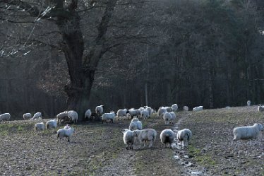 MR_DSG_0471_548 Wolseley Bridge to Etchinghill Circular walk: 9th January: © 2022 Martin Robinson