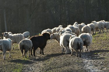 MR_DSG_0472_260_550 Wolseley Bridge to Etchinghill Circular walk: 9th January: © 2022 Martin Robinson