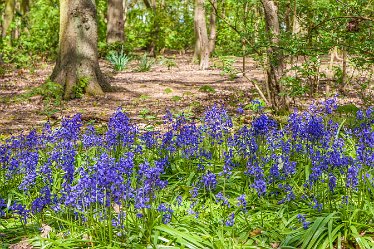 DC-aIMG_9883 4th May 2021: Beans Covert : © 2021 by David Cowper