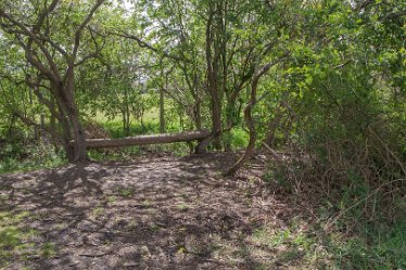 DC-aIMG_9893 4th May 2021: Beans Covert : © 2021 by David Cowper