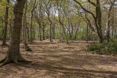 DC-aIMG_9903 4th May 2021: Beans Covert : © 2021 by David Cowper